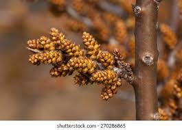 Attēlu rezultāti vaicājumam “Hippophae rhamnoides male flower”