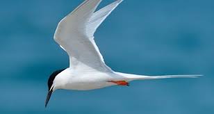 Attēlu rezultāti vaicājumam “Sterna”