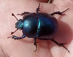 Attēlu rezultāti vaicājumam “Trypocopris vernalis”