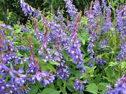 Attēlu rezultāti vaicājumam “Galega orientalis”