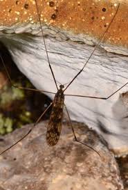 Attēlu rezultāti vaicājumam “Dictenidia bimaculata male”
