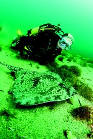 Image result for Stortford Divers