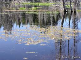 Attēlu rezultāti vaicājumam “Stuckenia pectinata”