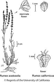 Attēlu rezultāti vaicājumam “Rumex acetosa flower”