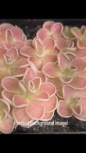 Attēlu rezultāti vaicājumam “Pinguicula alpina flower”