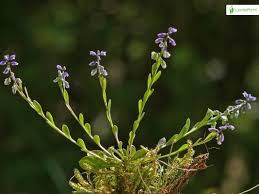 Attēlu rezultāti vaicājumam “Polygala amarella leaf”