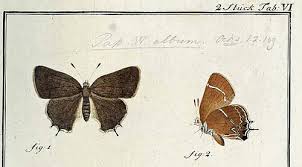 Attēlu rezultāti vaicājumam “Satyrium w-album underside”