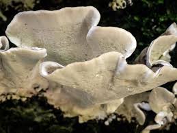 Attēlu rezultāti vaicājumam “Trametes versicolor”