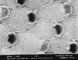 Attēlu rezultāti vaicājumam “Bryozoa”