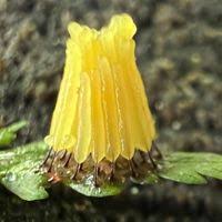 Attēlu rezultāti vaicājumam “Stemonitis flavogenita”