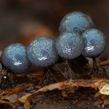 Attēlu rezultāti vaicājumam “Cribraria ferruginea macro”