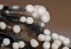 Attēlu rezultāti vaicājumam “Trichia contorta sessile”