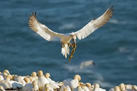 Image result for Morus bassanus