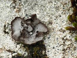 Attēlu rezultāti vaicājumam “Dermatocarpon miniatum”