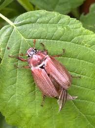 Attēlu rezultāti vaicājumam “Melolontha hippocastani”