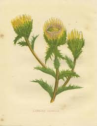 Attēlu rezultāti vaicājumam “Carlina vulgaris”