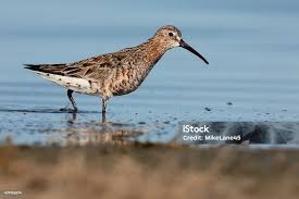 Attēlu rezultāti vaicājumam “Calidris ferruginea”