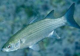 Image result for Liza aurata