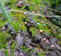 Attēlu rezultāti vaicājumam “Lycogala succineum macro”