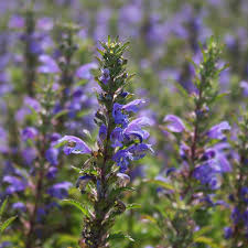 Image result for Dracocephalum moldavicum