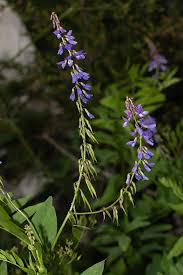 Attēlu rezultāti vaicājumam “Galega orientalis fruit”