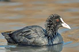 Attēlu rezultāti vaicājumam “Fulica atra adult”