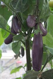 Afbeeldingsresultaat voor slim jim eggplant