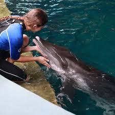 Image result for Durley Dolphin Diver