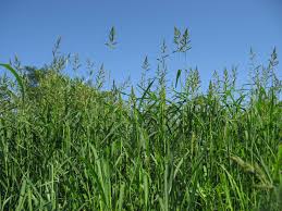 Attēlu rezultāti vaicājumam “Echinochloa crus-galli leaf”