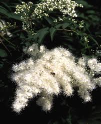 Attēlu rezultāti vaicājumam “Sorbaria sorbifolia flower”