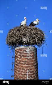 Attēlu rezultāti vaicājumam “Ciconia ciconia nest”