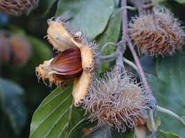 Attēlu rezultāti vaicājumam “Fagus sylvatica fruit”
