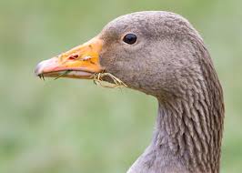 Attēlu rezultāti vaicājumam “Anser anser”