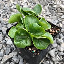 Attēlu rezultāti vaicājumam “Asarum europaeum leaf”