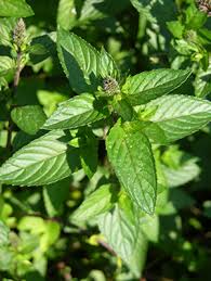 Image result for Mentha piperita