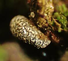 Attēlu rezultāti vaicājumam “Didymium xanthopus”