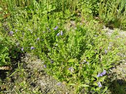 Attēlu rezultāti vaicājumam “Scutellaria galericulata leaf”