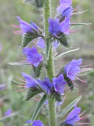 Attēlu rezultāti vaicājumam “Echium vulgare flower”