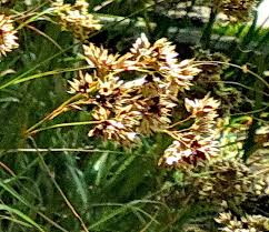 Attēlu rezultāti vaicājumam “Luzula luzuloides leaf”