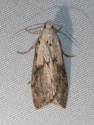 Attēlu rezultāti vaicājumam “Aphomia sociella female”