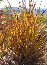 Attēlu rezultāti vaicājumam “Carex scandinavica”