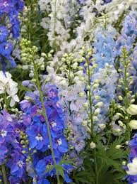 Attēlu rezultāti vaicājumam “Delphinium elatum  flower”