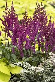 Attēlu rezultāti vaicājumam “Astilbe chinensis flower”