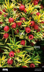 Attēlu rezultāti vaicājumam “Taxus baccata fruit”