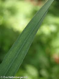 Attēlu rezultāti vaicājumam “Allium scorodoprasum leaf”