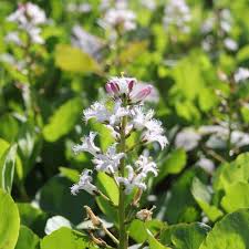 Attēlu rezultāti vaicājumam “Menyanthes trifoliata leaf”