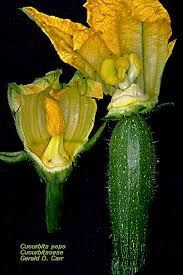 Attēlu rezultāti vaicājumam “Cucurbitaceae”