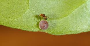 Attēlu rezultāti vaicājumam “Aphodius sp. imago”