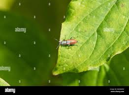 Attēlu rezultāti vaicājumam “Anthocomus rufus”