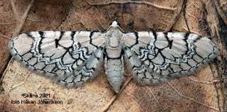 Attēlu rezultāti vaicājumam “Eupithecia venosata”